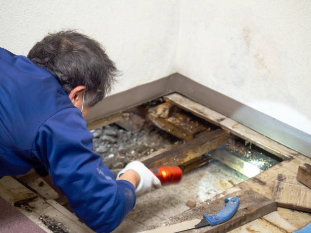 Best Local Mold Removal Service  in Little Falls, NY
