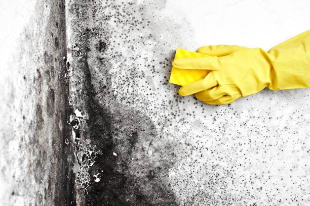 Best Black Mold Removal  in Little Falls, NY