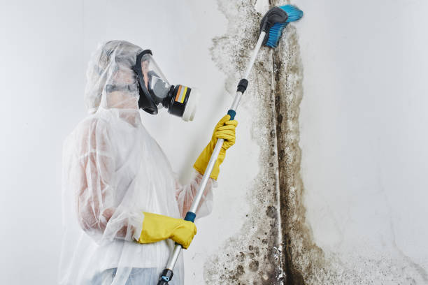 Best Certified Mold Removal  in Little Falls, NY