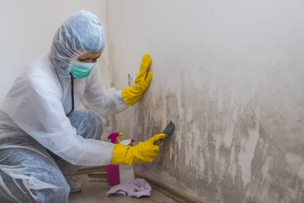 Best Residential Mold Removal  in Little Falls, NY