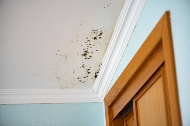 Best Emergency Mold Removal  in Little Falls, NY