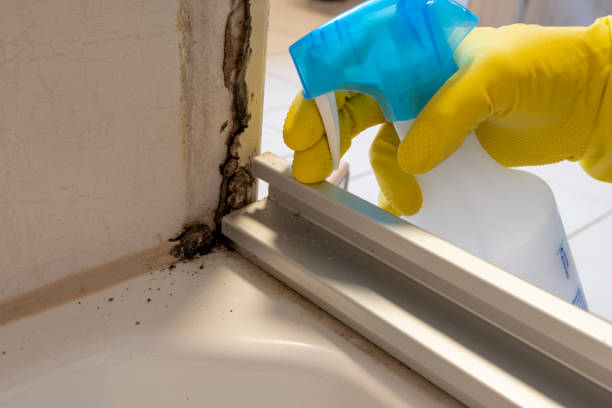 Best Mold Removal Process  in Little Falls, NY