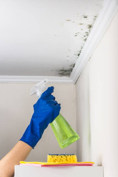Best Toxic Mold Removal  in Little Falls, NY