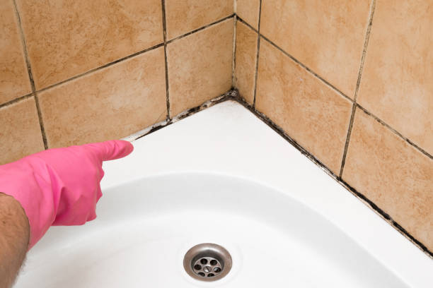 Best Same-Day Mold Removal  in Little Falls, NY