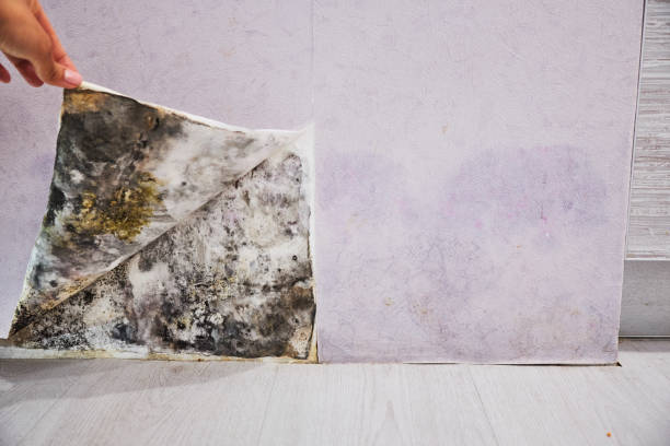 Best Mold Removal Near Me  in Little Falls, NY